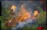 14 janvier 2002. La lave atteint la mer après avoir traversé la route nationale 2