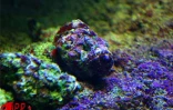 Implantés sur le port de Saint-Gilles (Ouest) depuis 2000, l'Aquarium de La Réunion et ses 500 poissons reprentant 125 espèces attirent une foule de visiteurs sans cesse croissante