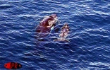 Une baleine et son petit évoluaient au large de Saint-Pierre (Sud de la Réunion) ce vendredi 6 octobre 2000 au matin. En provenance des eaux froides de l'Antarctique, la mère est venue mettre au monde son bébé dans les eaux plus chaudes de l'Océan indien
