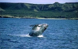 Pour l'amour des baleines