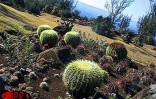 Située sur deux hectares  à Terre-Rouge (Saint-Pierre - Sud), l'Epinacothèque est un jardin insolite consacré aux cactus