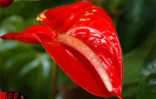 Flore et Halle, le salon de l'horticulture et du cadre de vie, s'est tenu du mercredi 1er août au dimanche 5 août 2001 au Port