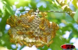 Abeilles