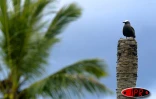 Bienvenue à l'île aux cocos (Maurice), paradis personnel de plusieurs espèces d'oiseaux protégés (sterne, fous de bassans, frégatge, oiseaux la vierge...)