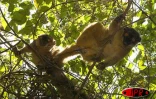 Depuis six ans, l'îlot Mbouzi au large de Mayotte est devenu un dispensaire qui  accueille, réconforte et soigne des makis, ces petits lémuriens au regard émouvant d'humanité