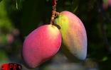 Qu'elles soient carotte, sauvage, josé, auguste ou américaine, les mangues font partie des fruitss préférés des Réunionnais