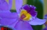 Exposition d'orchidées à Saint-André (Est) en septembre 2001