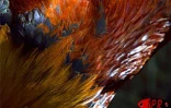 Le conservatoire agricole de l'Océan Indien a ouvert ses portes au public le 1er février 2001 à Piton Saint-Leu (Ouest). Le parc regroupe une centaine de races rares de poules d'ornement et de chair