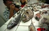 Lundi 9 avril 2007 -

Des centaines de poissons morts, dont plusieurs d'espèces inconnues, ont été trouvés au large de Saint-Philippe dans la zone où la lave se jette dans l'océan