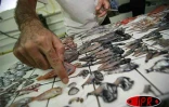 Lundi 9 avril 2007 -

Des centaines de poissons morts, dont plusieurs d'espèces inconnues, ont été trouvés au large de Saint-Philippe dans la zone où la lave se jette dans l'océan