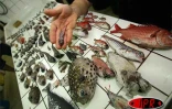 Lundi 9 avril 2007 -

Des centaines de poissons morts, dont plusieurs d'espèces inconnues, ont été trouvés au large de Saint-Philippe dans la zone où la lave se jette dans l'océan