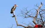 Parc de Hwange est de Massuma Dam
Photos Nathalie Lecomte - José Moreau
