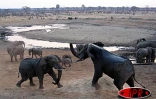 Parc de Hwange est de Massuma Dam
Photos Nathalie Lecomte - José Moreau
