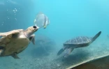 Tortues - Kélonia