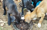 Maltraitance - animaux - chiens
