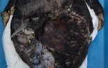 Tortue verte décédée