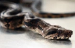 boa constricteur