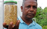 Riz Chaudron