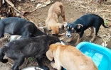 Maltraitance - animaux - chiens