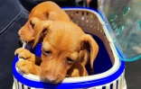 Maltraitance - animaux - chiens
