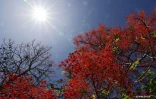 brachychiton acerifolius, la flamme d’Australie