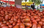chambre-dagriculture-fre?de?ric-vienne-prix-fruits-le?gumes-hausse-inflation5