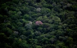 AFP