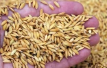Riz Chaudron