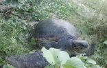 naissance - Kélonia - tortues