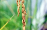 Riz Chaudron