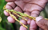 Riz Chaudron