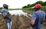 Des agriculteurs impactés par les fortes intempéries dans l'est
