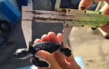 naissance - Kélonia - tortues