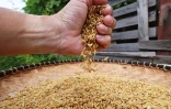 Riz Chaudron