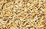 Riz Chaudron
