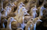 Grippe aviaire: la France veut vacciner à l'automne 2023, déjà 2 millions de volailles abattues en décembre