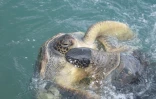 naissance - Kélonia - tortues