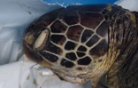 Tortue verte décédée