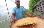 Riz Chaudron