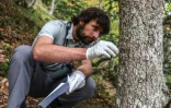 L'ours des Pyrénées, discrètement surveillé pour assurer sa survie