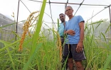 Riz Chaudron