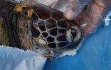 Tortue verte décédée