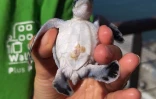 naissance - Kélonia - tortues