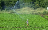 agriculture