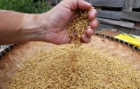 Riz Chaudron