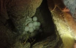 naissance - Kélonia - tortues