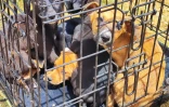 Maltraitance - animaux - chiens