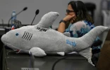 Espèces menacées: décision sur le sort des requins requiem et requins-marteaux