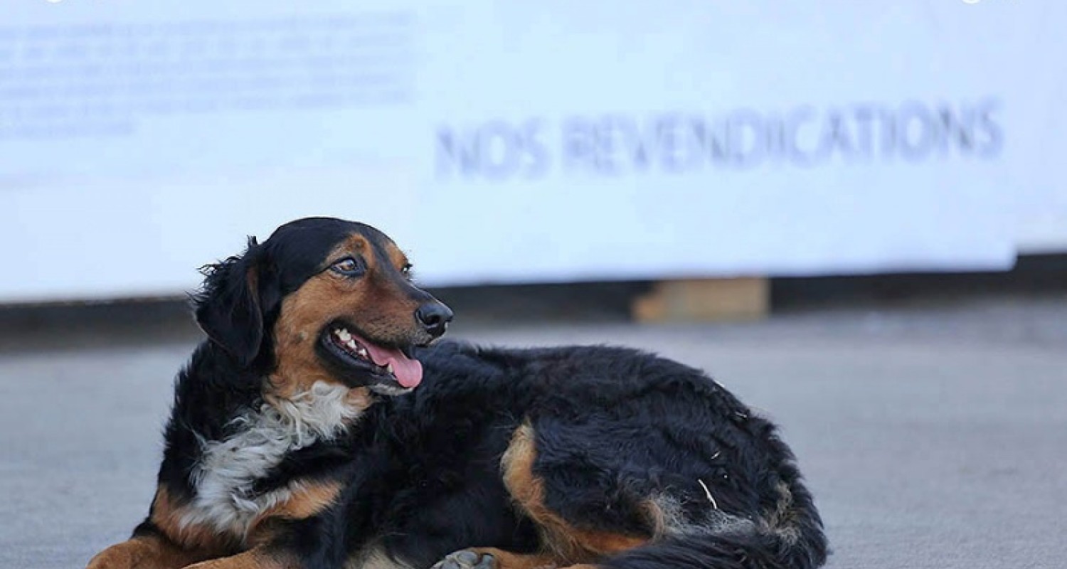 Non, la préfecture ne recherche pas des tueurs de chiens, image size:1500x800