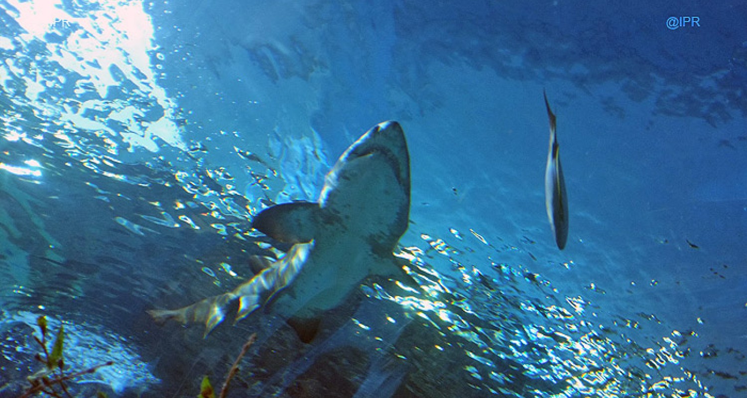 Le fossile d'un lézard-requin découvert en Jordanie, image size:1500x800